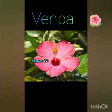 Oru murai bgm venpa movie bgm