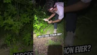 Celebrity 15+ FOOT MONSTER SNAKE #shorts #ytshorts #python #snakehunt Wealth
