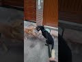 Lalu is coming to guard Shanky from other dogs.😇🐶🧿🐾#dog #reaction #viral #friends