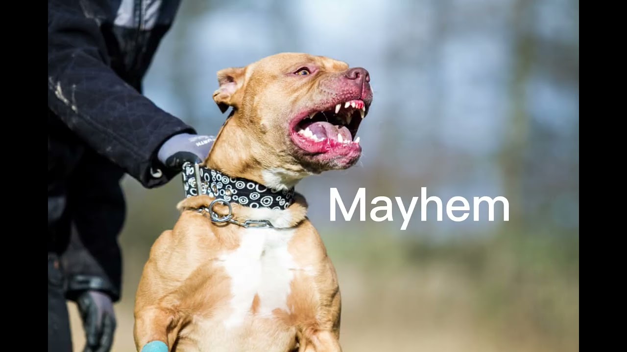 Badass female dog names ( not my photos)