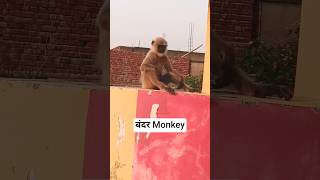 बंदर | monkey🐵🐒 #reels #subscribe #baby #cute #monkey