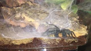 Linothele Fallax Webbing