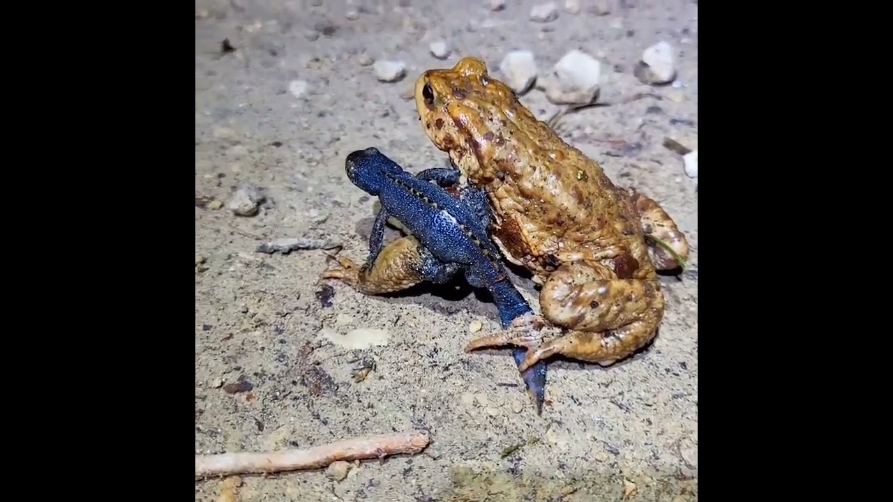 Zwei ungleiche Kumpels 🐸🦎❤️