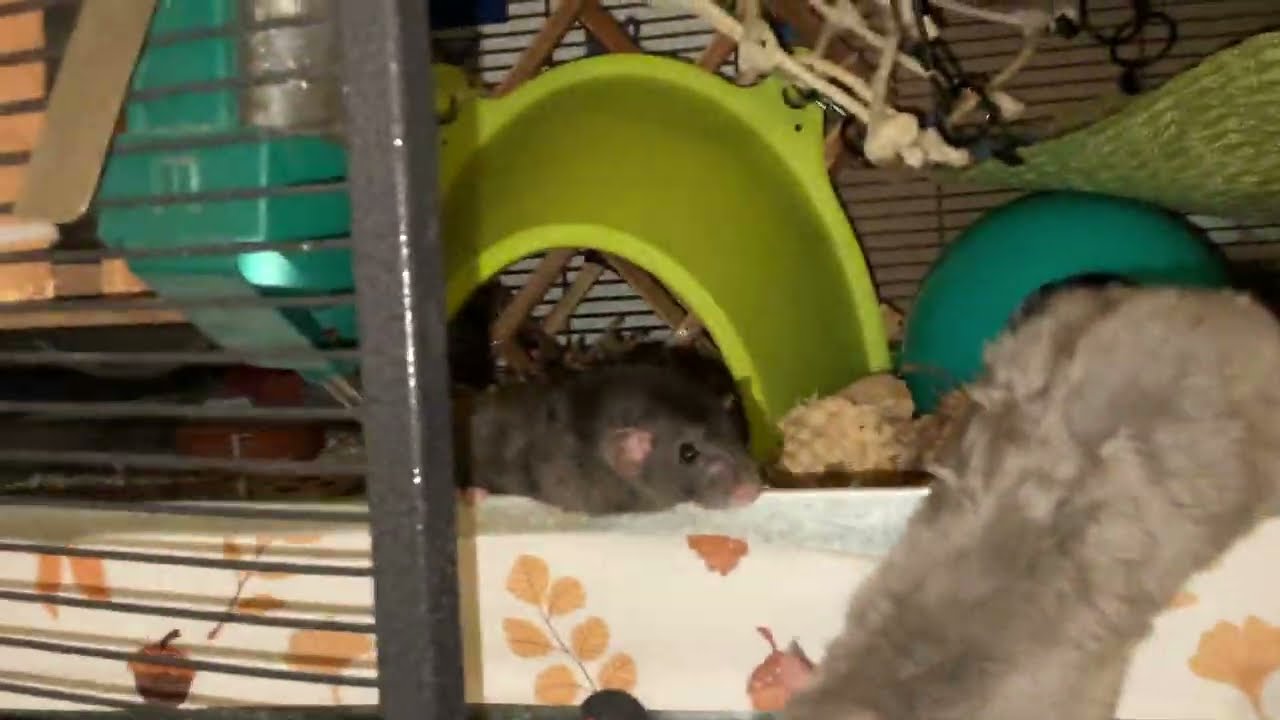 A VERY Chaotic rat cage tour - all my rats are finally together!