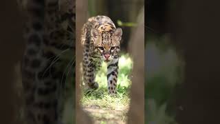 Macan Tutul Sebesar Kucing?