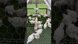 Stress Free Chicken Tractor Life