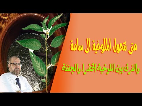 متى تتحول الملوخية الى سا مة والفرق بين الملوخية الخضراء والمجففة صحتك اولا 63