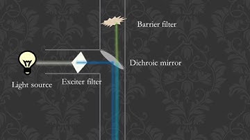 FLOURESCENCE MICROSCOPY (Principle and Working animation, simple and clear)