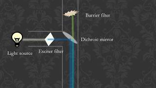 FLOURESCENCE MICROSCOPY (Principle and Working animation, simple and clear)