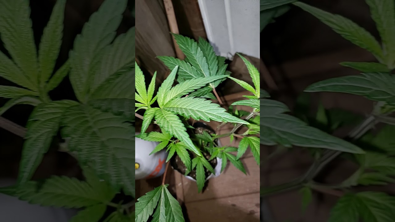 Just Doing Some Transplanting. 1gal. To 7gal.