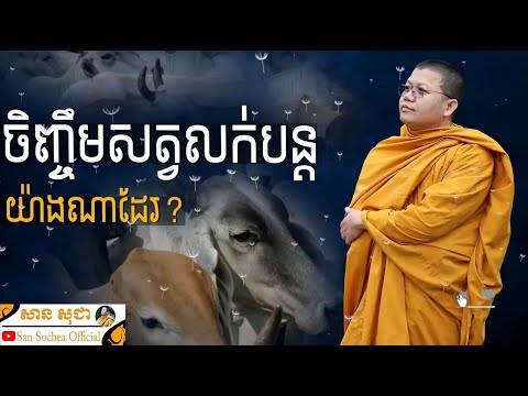 គ្រប់សត្វសុទ្ធតែមានសិទ្ធិរស់ / San Sochea Official