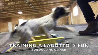 Life on the farm with our Lagotto