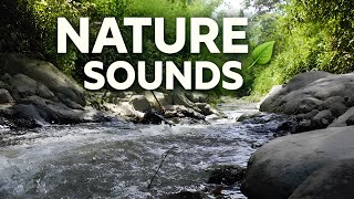 Suasana Sungai Desa 🌿 Air Mengalir \u0026 Burung Berkicau | Rekaman Asli 1 Jam