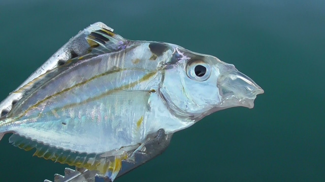 ヒイラギも食べないのならキャッチ リリース 砂地でのサビキ釣りでよく釣れるゲストで群れているとずっと釣れる魚 です ぬるぬるしているので好かれておらず 煩わしい魚ですが食べないのなら逃がしてあげましょう Youtube