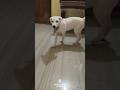 ಮುತ್ತೂರಿನ ರಾಜಕುಮಾರ್ Cute Pet🐶 #kannadasongs #cutepets #dogs #pets #germanshepherd