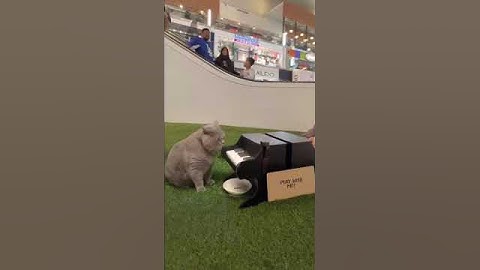 Michael's first mall performance.