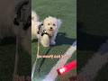 산책 중 경비 아저씨와 경광봉으로 신나게 놀아본 삼식이 🐶✨