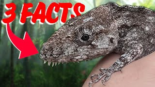 3 Facts About Cuban False Chameleons