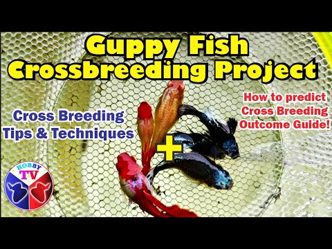 Guppy Fish Crossbreeding Project and Cross Breeding Tips on Possible Results