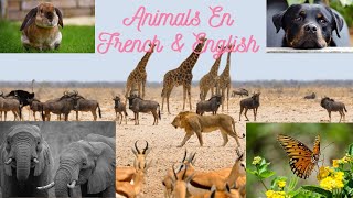 Animals & Animaux en Français et en Anglais ?
