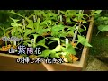 ヤマアジサイ 花後の愉しみ方 挿し木と1年後の姿、小さな花手水