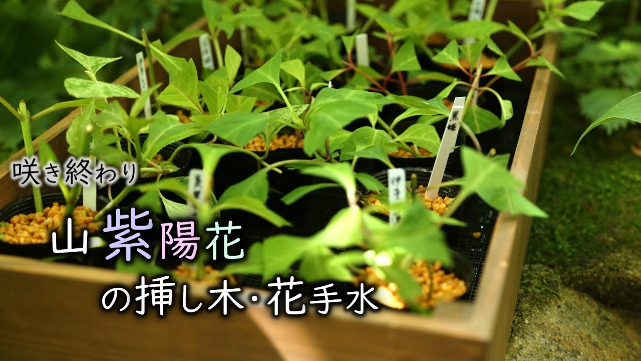 ヤマアジサイ【八重白扇】挿し木苗 ポットごと 1点限り ヤマアジサイ