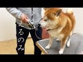 注射が終わったとたん強気になる柴犬