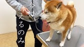 マムシに噛まれた柴犬ラッキー The Name Of A Dog Bitten By A Poisonous Snake Is Lucky Youtube マムシに噛まれた柴犬ラッキー The Name Of A Dog Bitten By A Poisonous Snake Is Lucky Youtube