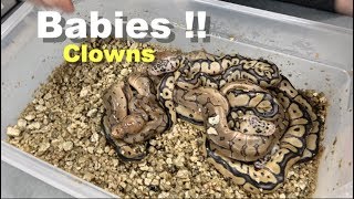Update On Clown Het Enhancer Ball Python Babies !! ***Plus Big Rant*** Wealth