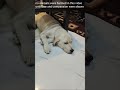 Resting Puppy luna #funny #cuteanimal #comedy #cutepet #dogcare #pets