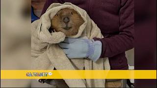 Film Festival to support beaver hotel