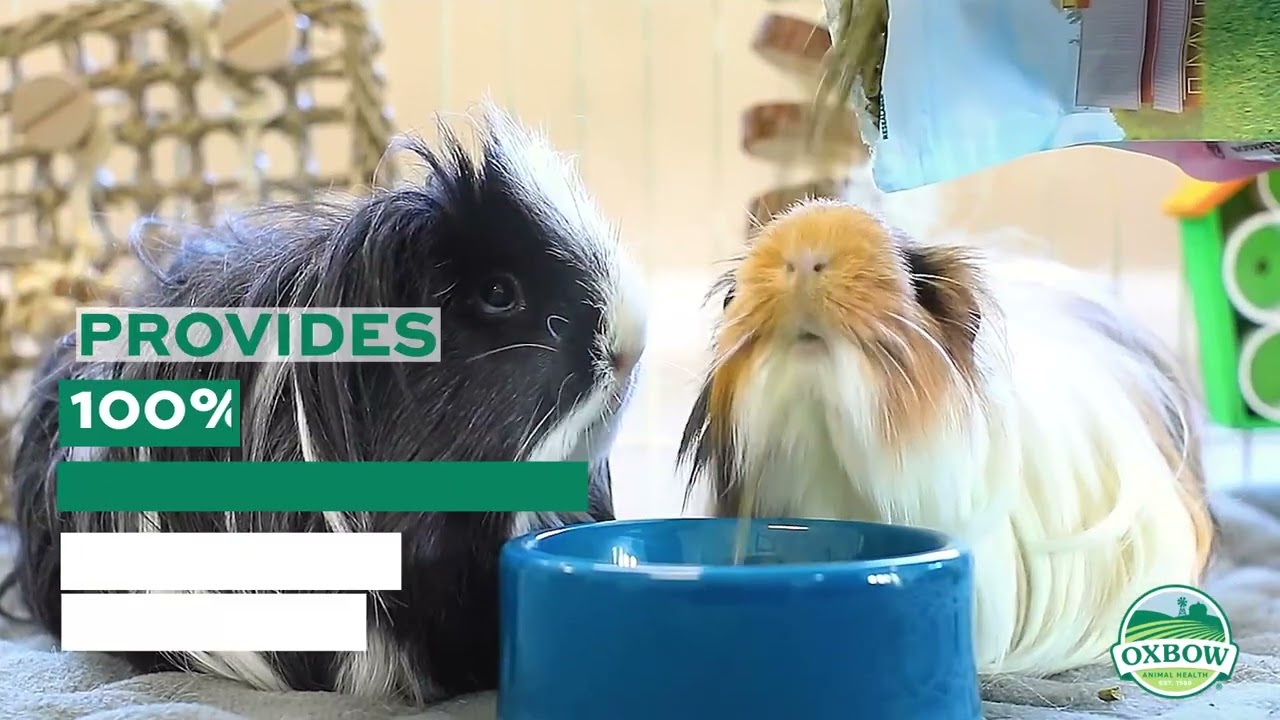 Oxbow Essentials Guinea Pig Food
