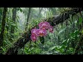 Sleep Beneath Rainy Wild Orchids 🌧️ | Deep Forest Rain Sounds for Deep Sleep