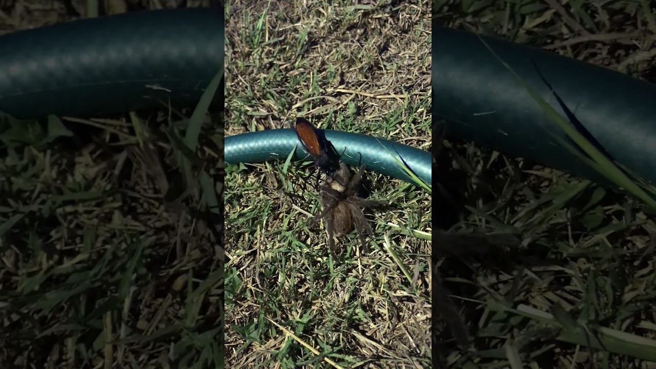Creepy Video of a Tarantula Hawk in action on TexasWildLife.Tv!