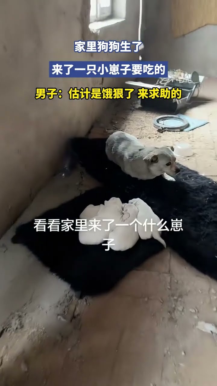 家裡狗狗生了，來了一隻小崽子要吃的，男子：估計是餓狠了 來求助的