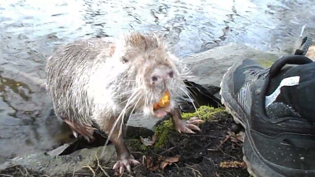153 "Rudolf - überraschende Begegnung im fremden Revier" Nutria an der Ruhr, Coypu, Nutrie, Ragondin