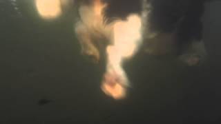 Cindy the Cavalier King Charles Spaniel playing fetch in water