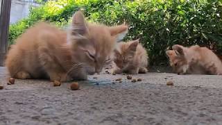 sunshine kittens 🌞