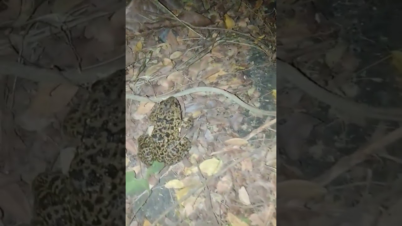 tag toyo na,lumabas parin sila.