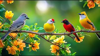 Calm the Chaos Birdsong 🕊️🕊️🕊️ \u0026 Piano for a Peaceful Workday