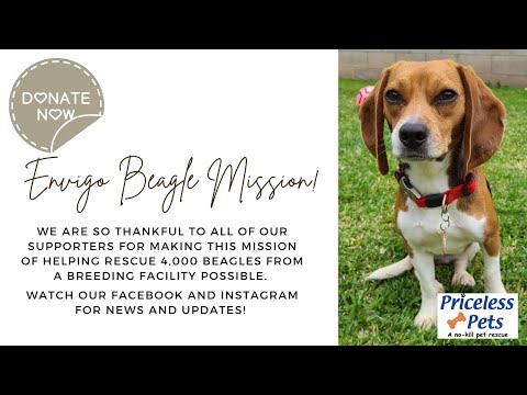 Envigo Beagle Rescue Mission