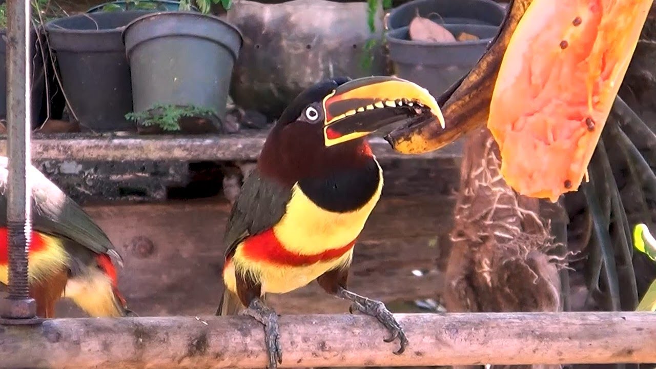 Chestnut-eared Aracari: Arrived in the backyard fruit! (Pteroglossus castanotis) Araçari-castanho