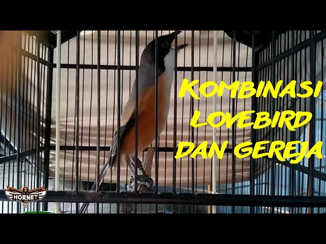 CENDET ISIAN GEREJA TARUNG DAN LOVEBIRD class=