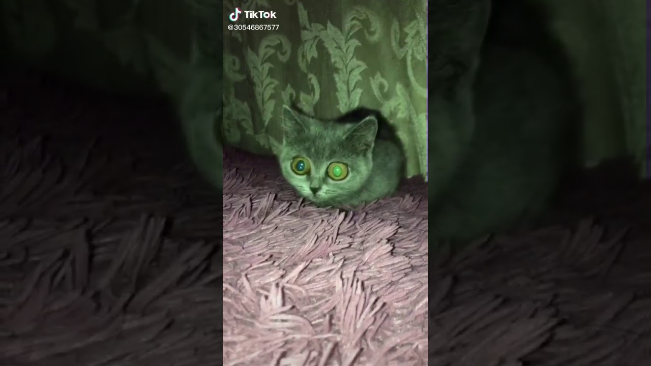 Котофей - YouTube