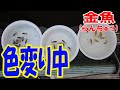 （#金魚 ）#らんちゅう ブリーダーの飼育記録No.74（色変り中 ）