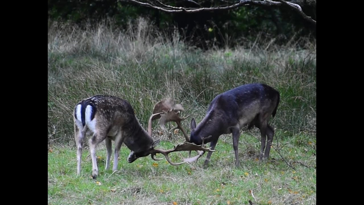 Dåhjorte slås i Jægersborg Dyrehave