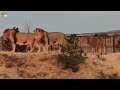 7 минут из жизни трех неразлучных друзей - Султана, Гирея и Руслана. From the life of lions