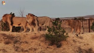 7 минут из жизни трех неразлучных друзей - Султана, Гирея и Руслана. From the life of lions