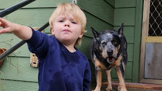 Which one is the doggy??  #twoyearold #joys #cute #cattledog #kelpie #aussie