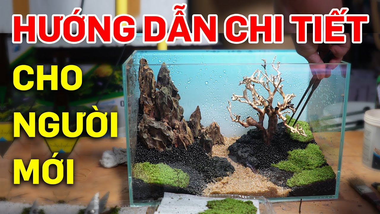 Hướng dẫn chi tiết cách làm hồ thuỷ sinh mini không co2 để bàn, đơn giản dễ làm nhất - Quới decor